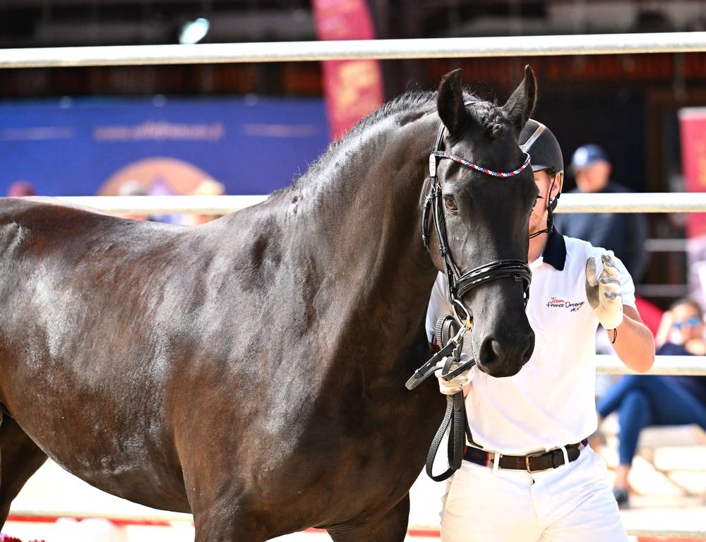 Jument frison Tara King 3 ans débourré