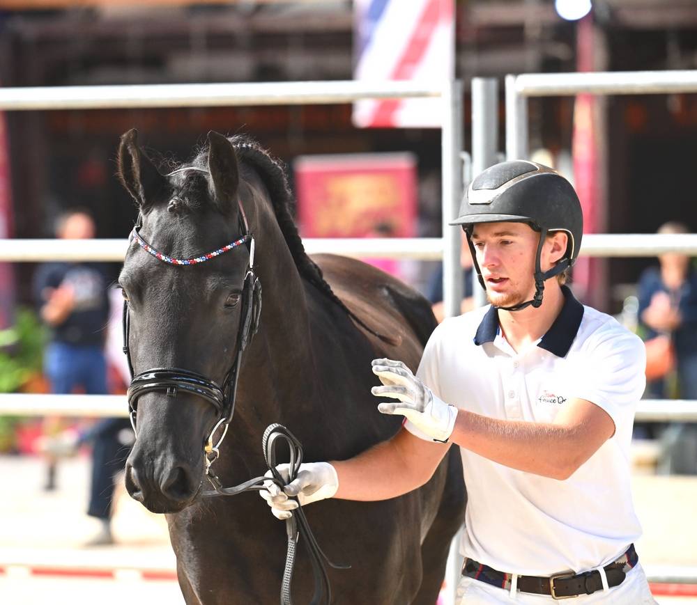 Jument frison Tara King 3 ans débourré