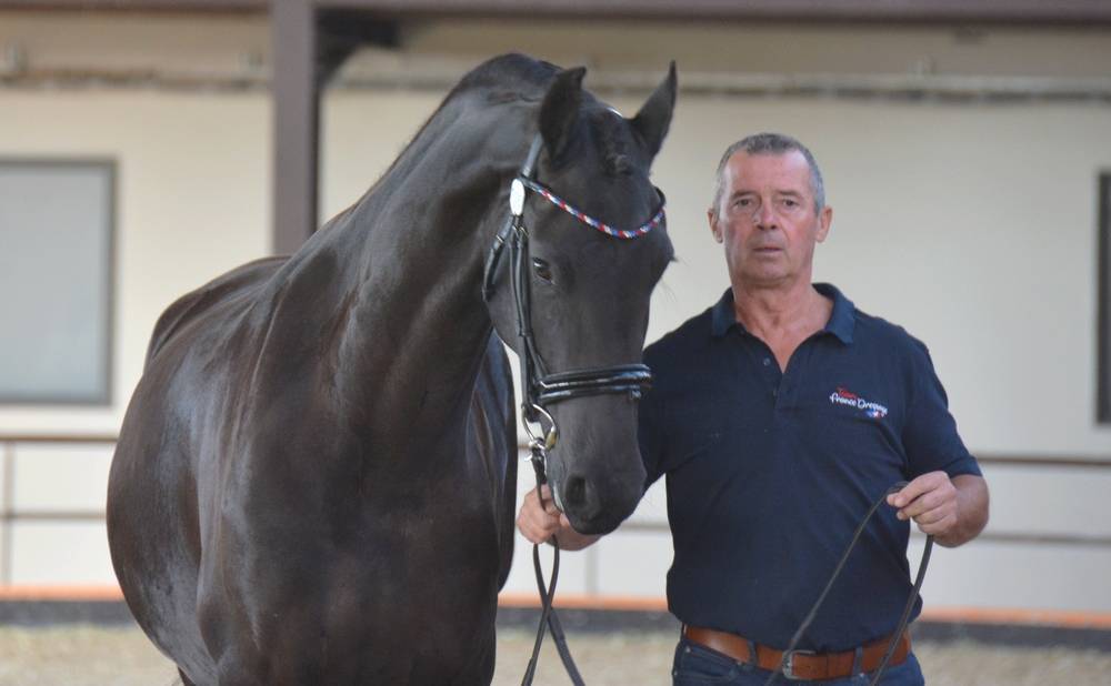 Jument frison Tara King 3 ans débourré