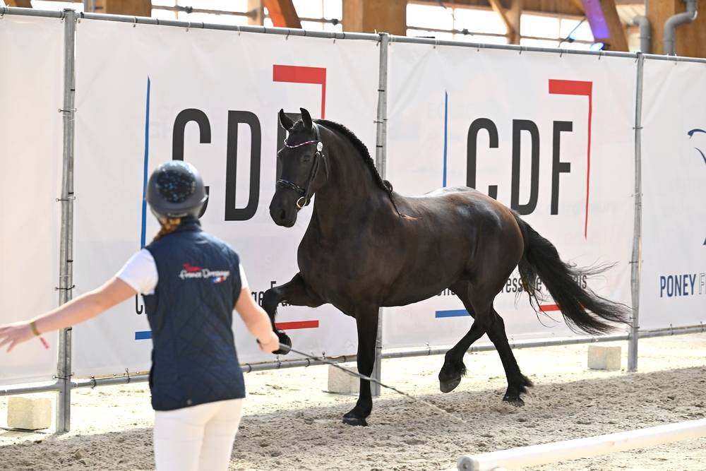 Jument frison Tara King 3 ans débourré