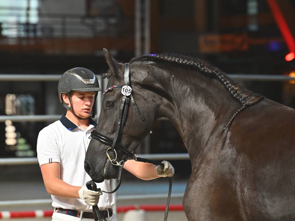Jument frison Tara King 3 ans débourré