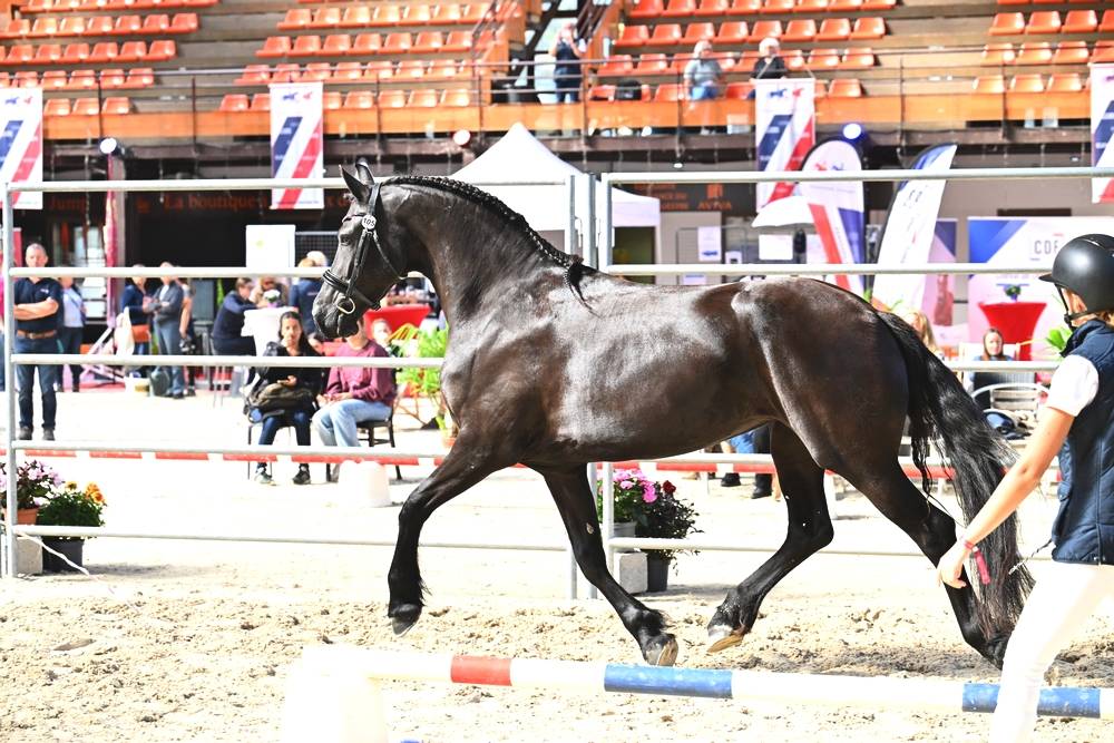 Jument frison Tara King 3 ans débourré