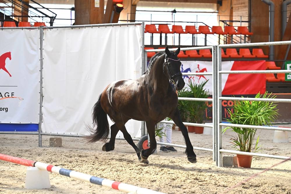 Jument frison Tara King 3 ans débourré