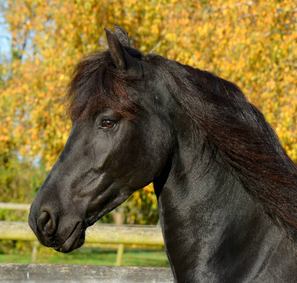 Jument frison Tara King 3 ans débourré