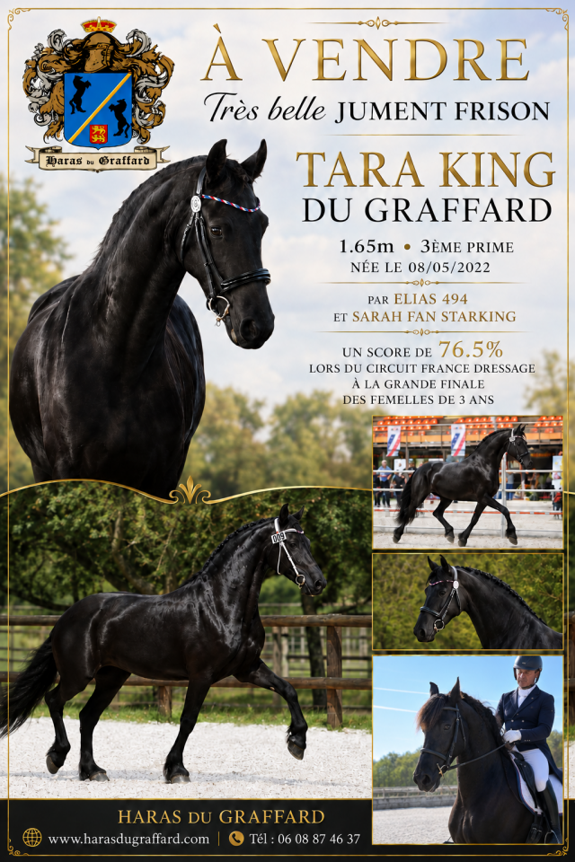 Jument frison Tara King 4 ans 