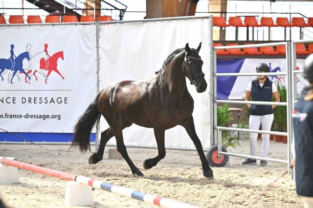 Jument frison Tara King 4 ans 