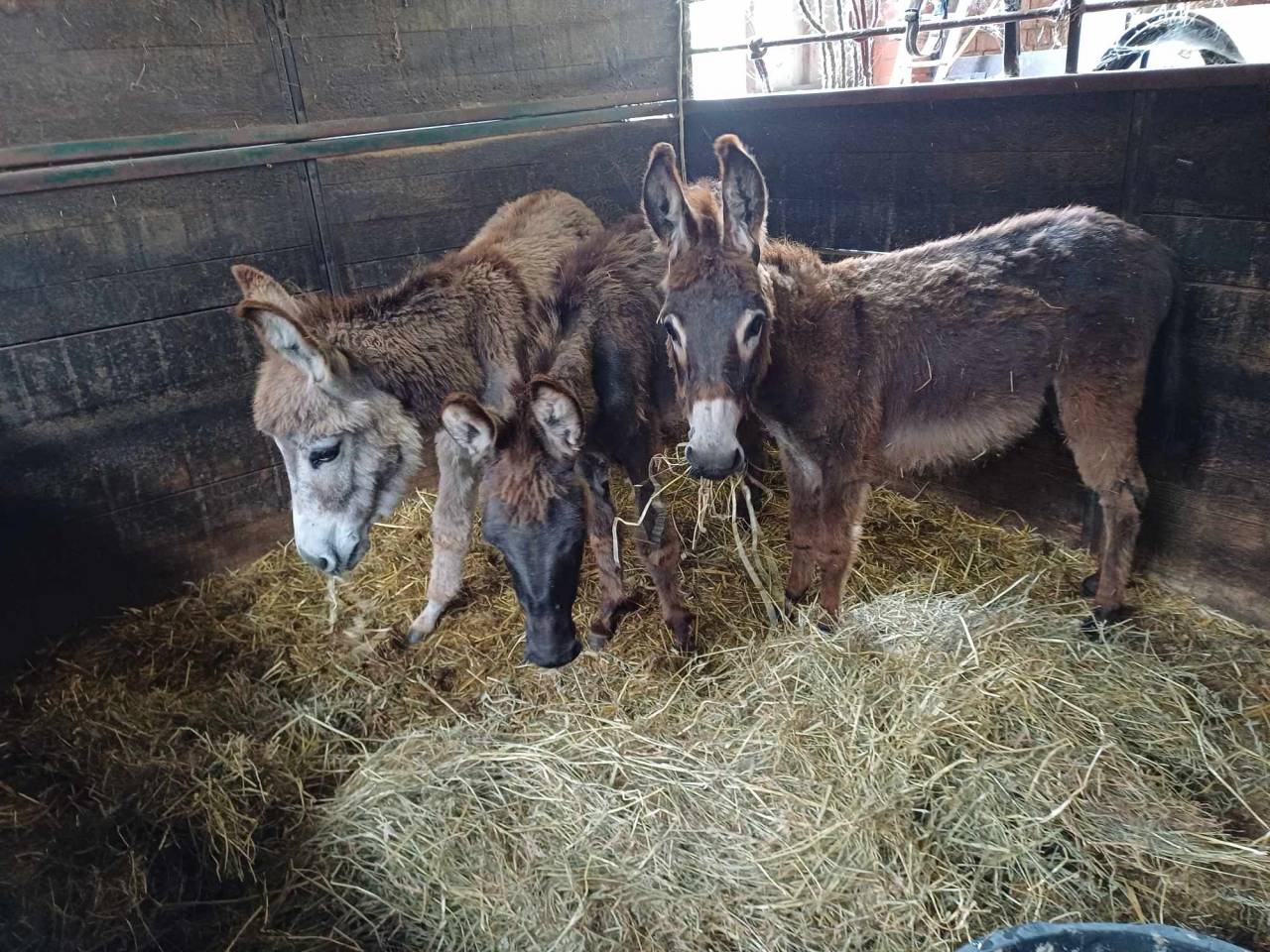 A vendre plusieurs &acirc;nes et &acirc;nesse de petit taille
