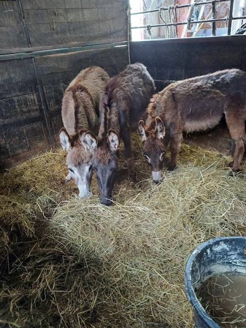 A vendre plusieurs &acirc;nes et &acirc;nesse de petit taille