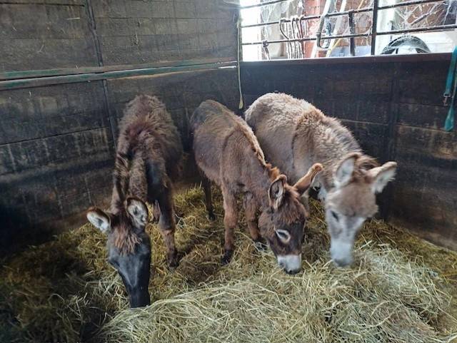 A vendre plusieurs &acirc;nes et &acirc;nesse de petit taille