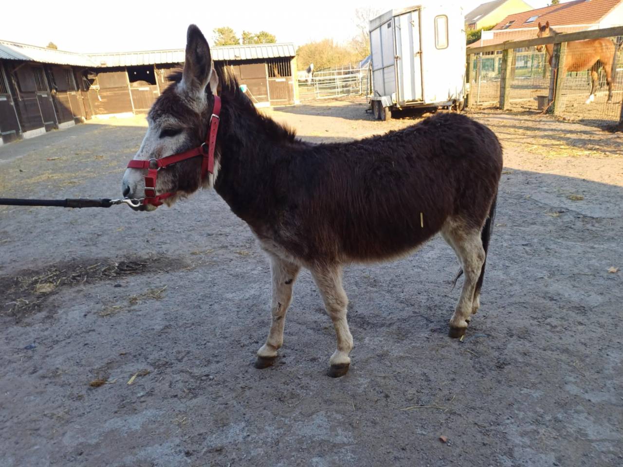 A vendre plusieurs &acirc;nes et &acirc;nesse de petit taille