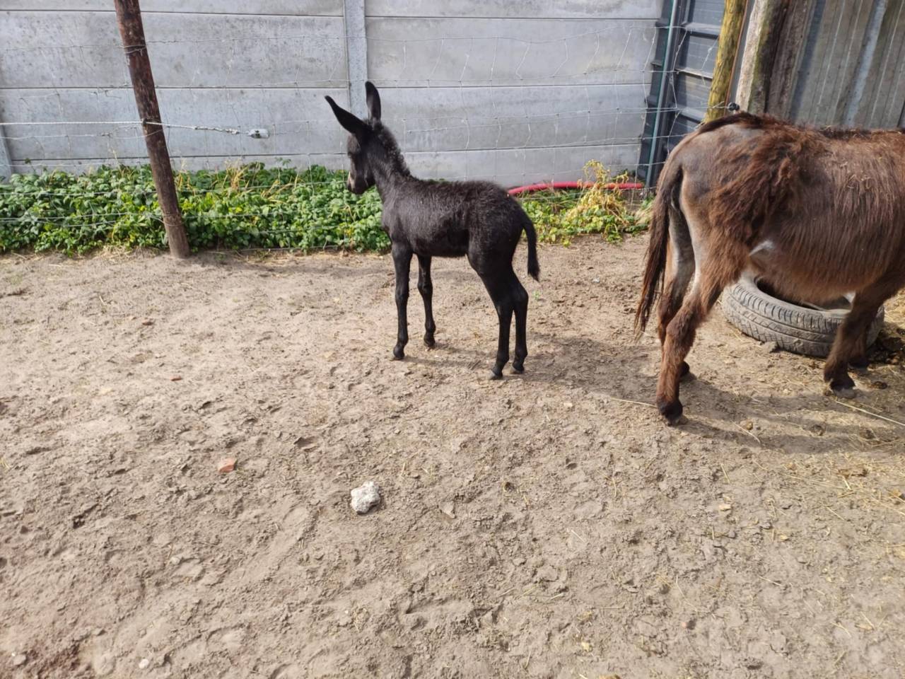 A vendre plusieurs &acirc;nes et &acirc;nesse de petit taille
