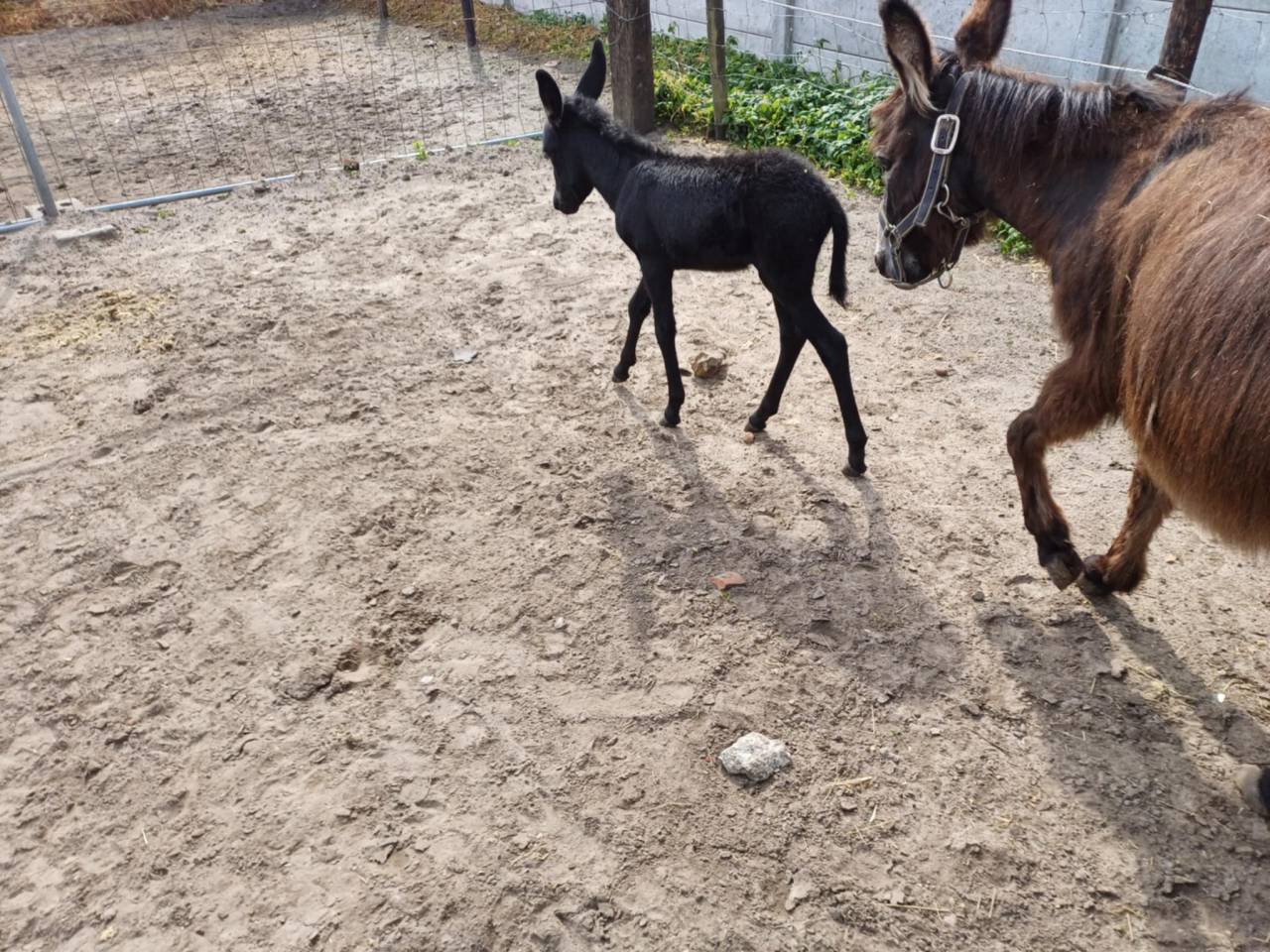 A vendre plusieurs &acirc;nes et &acirc;nesse de petit taille