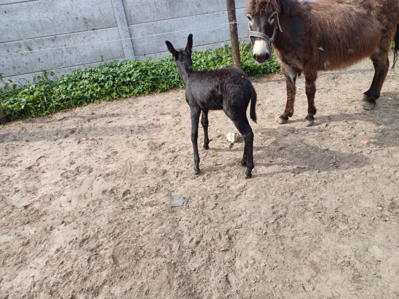 A vendre plusieurs &acirc;nes et &acirc;nesse de petit taille