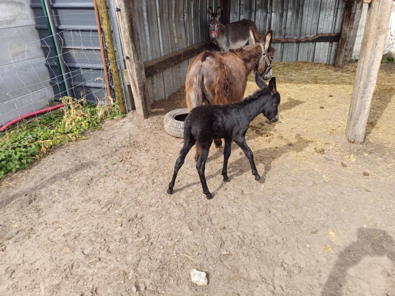 A vendre plusieurs &acirc;nes et &acirc;nesse de petit taille