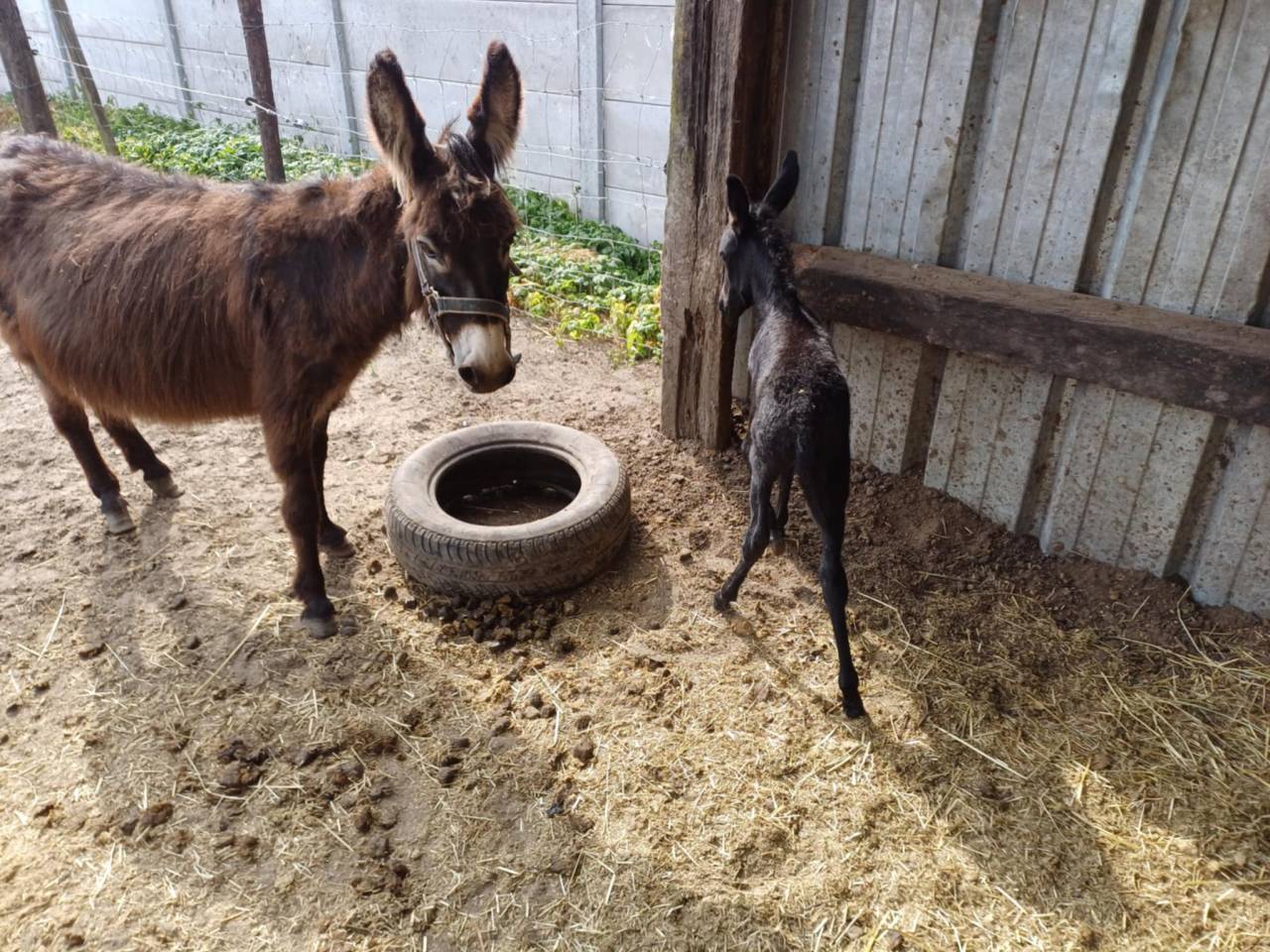 A vendre plusieurs &acirc;nes et &acirc;nesse de petit taille