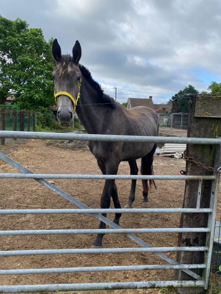 A vendre cheval hongre de 3 ans