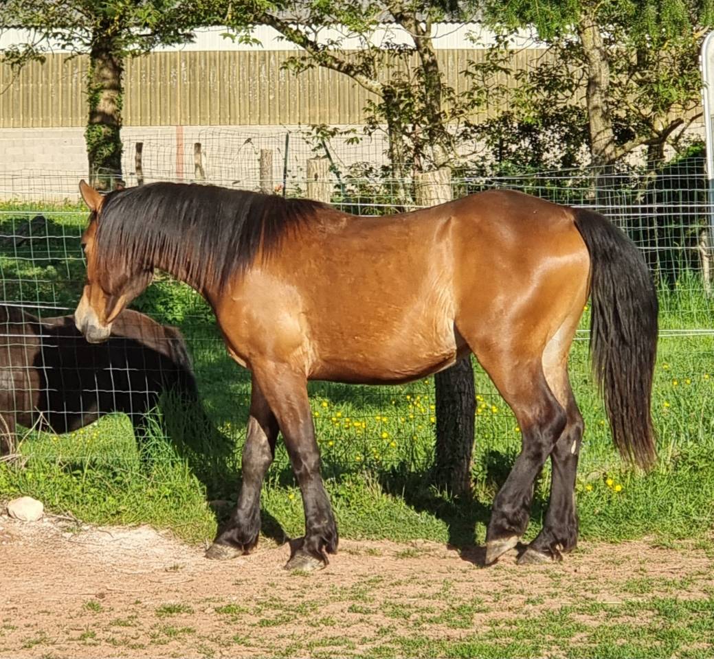 Demi-trait / demi-sang arabe  hongre de 2023