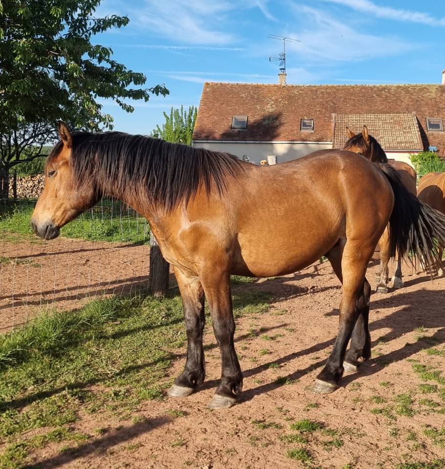 Demi-trait / demi-sang arabe  hongre de 2023