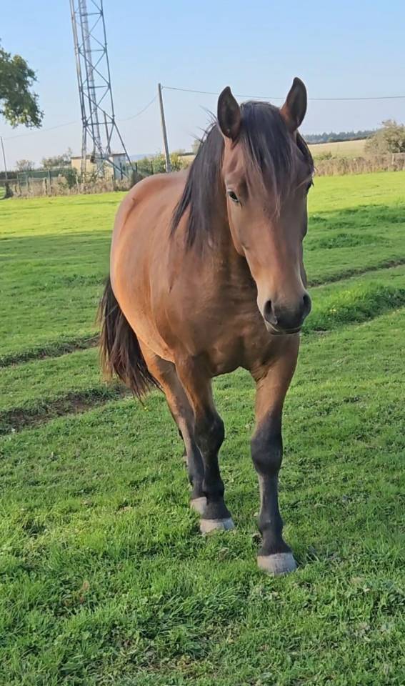 Demi-trait / demi-sang arabe  hongre de 2023