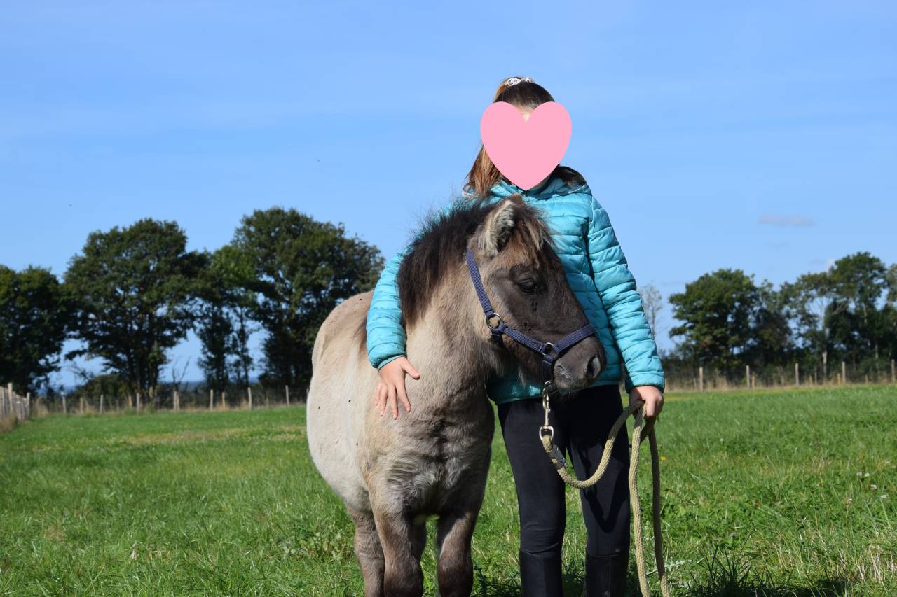 Hongre Shetland Grullo