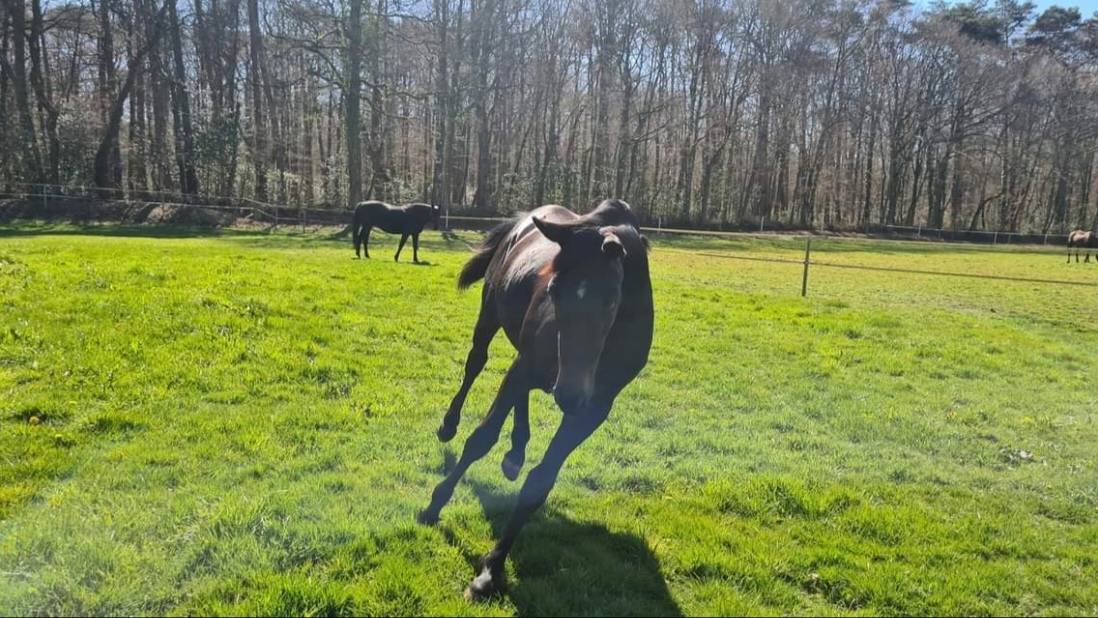 L'Or&eacute;e centre &eacute;questre - Pensions chevaux 