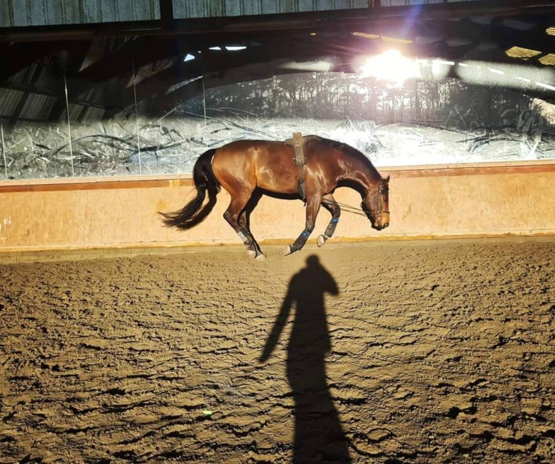 L'Or&eacute;e centre &eacute;questre - Pensions chevaux 