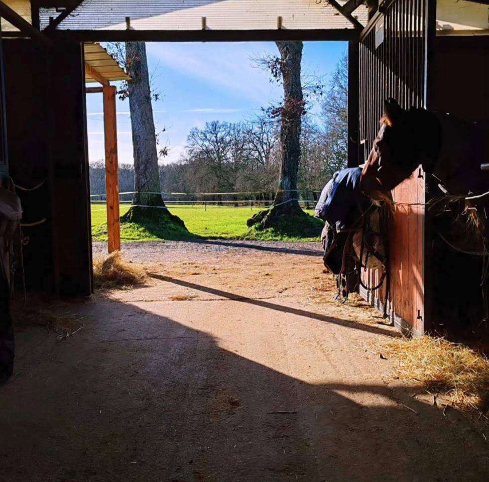 L'Or&eacute;e centre &eacute;questre - Pensions chevaux 