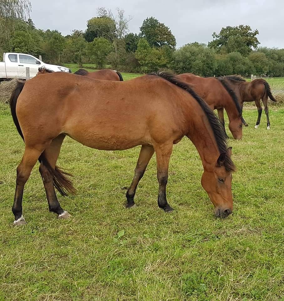 PONETTE - 1M48 - 19 ANS