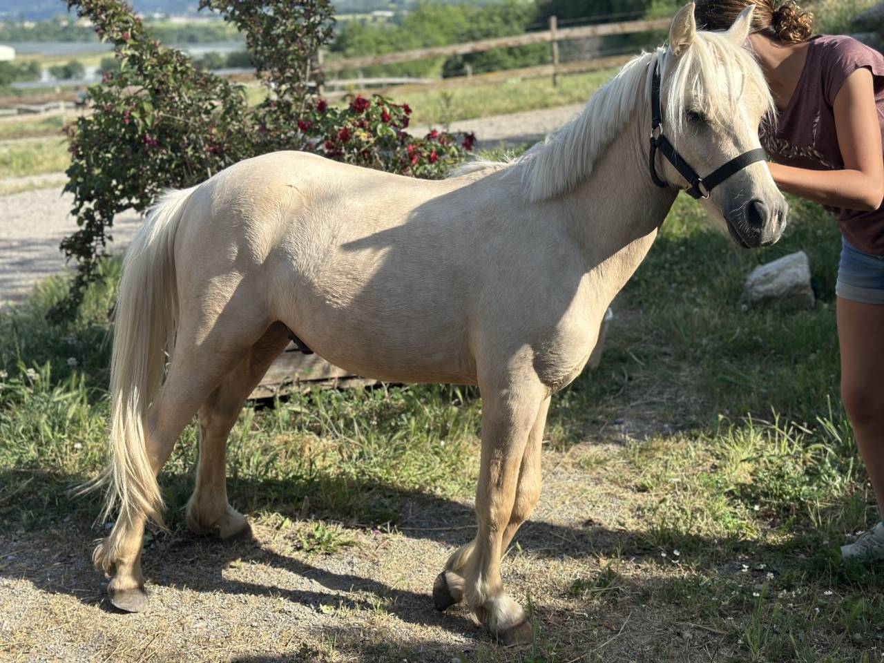 Welsh palomino