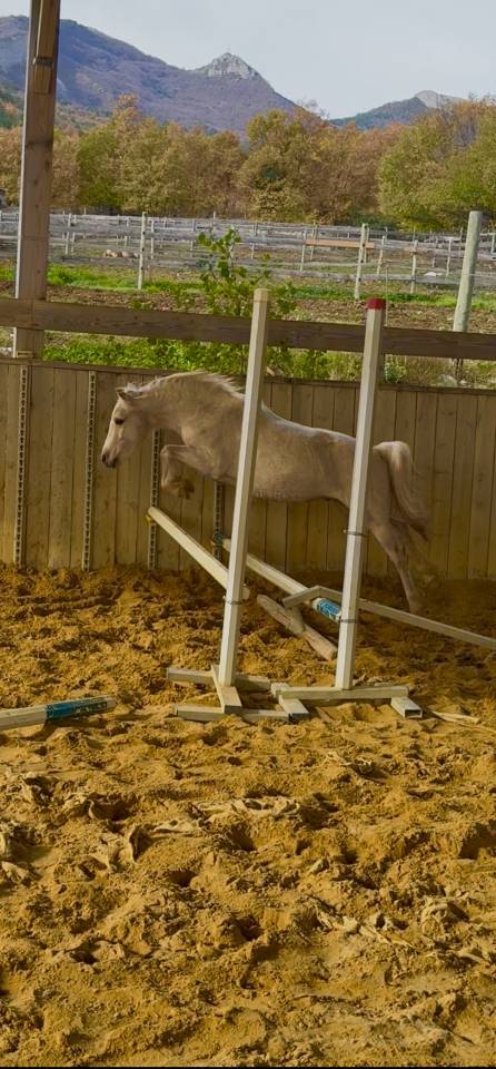Poney Welsh palomino