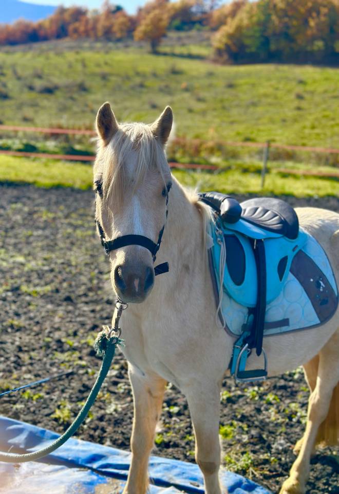 Poney Welsh palomino