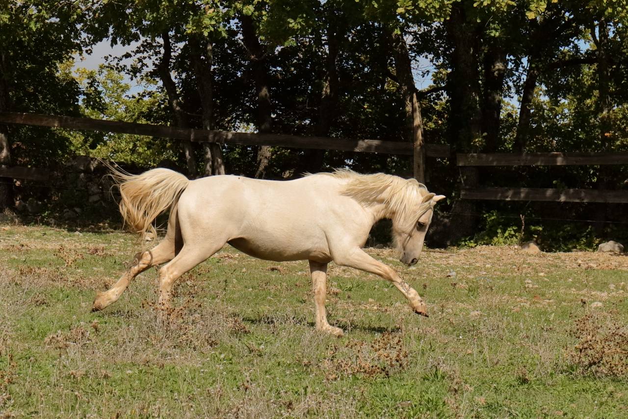 Poney Welsh palomino