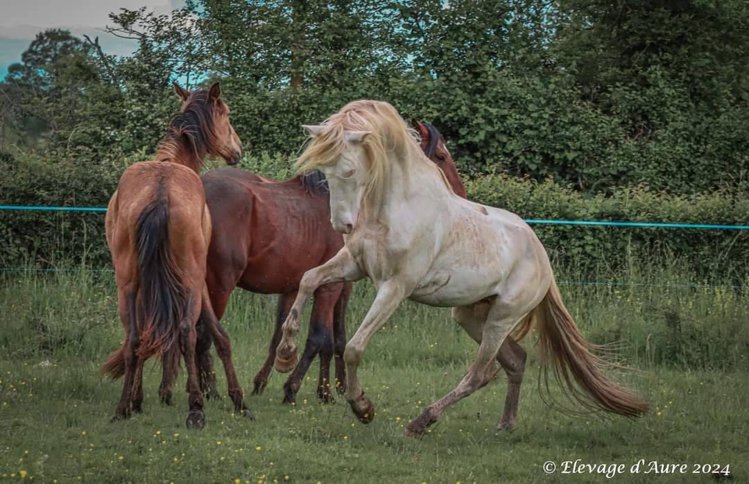Etalon ibérique Perlino