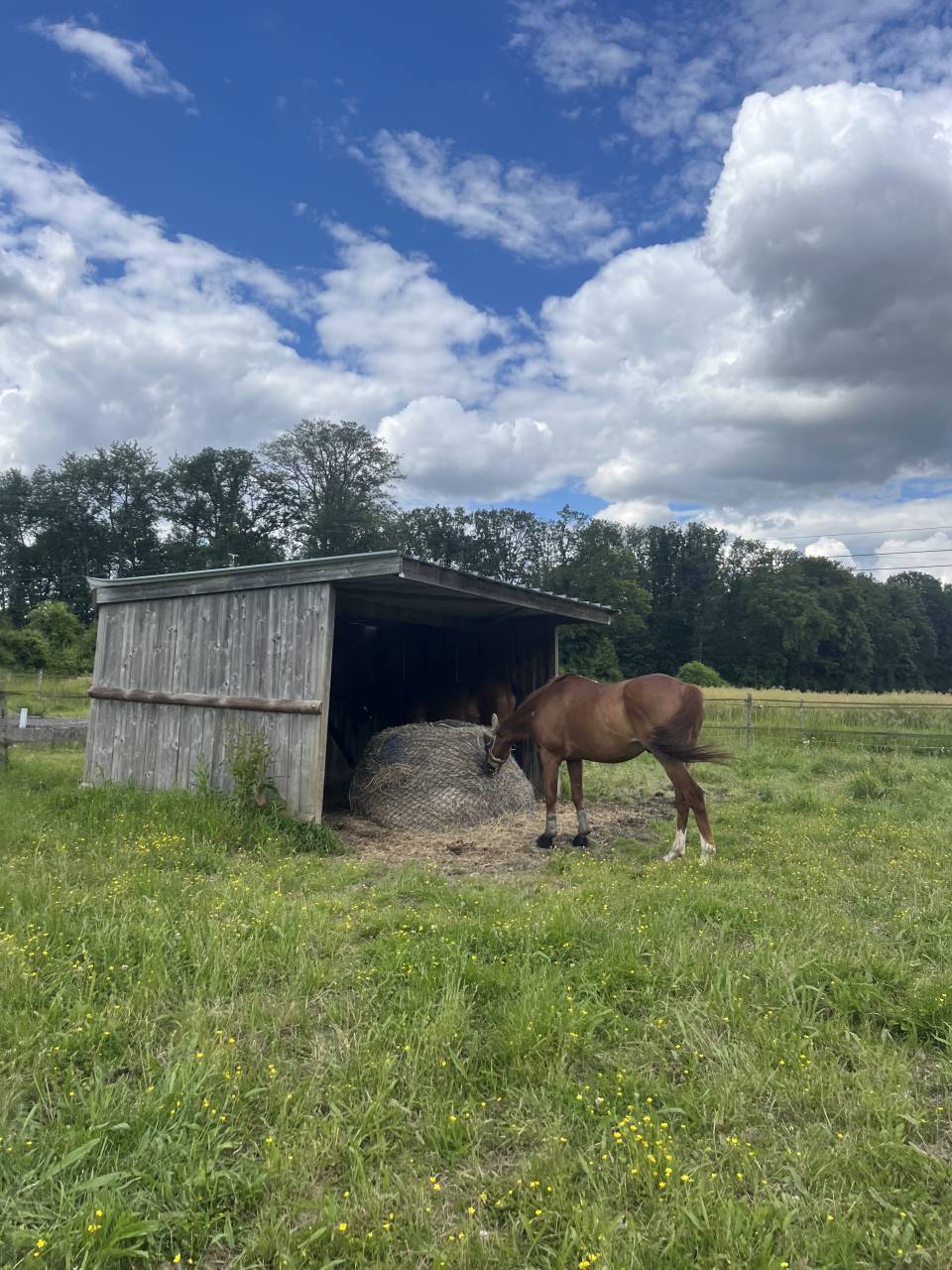 &Eacute;curies de propri&eacute;taire ou demi pension 