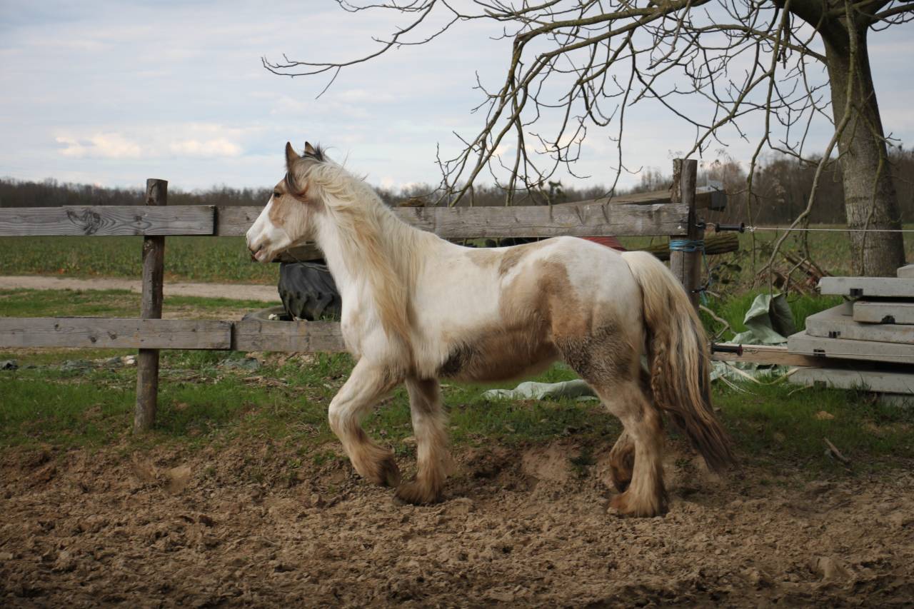 Saillie Irish Cob PP pour 2025 (1m50/1m55)