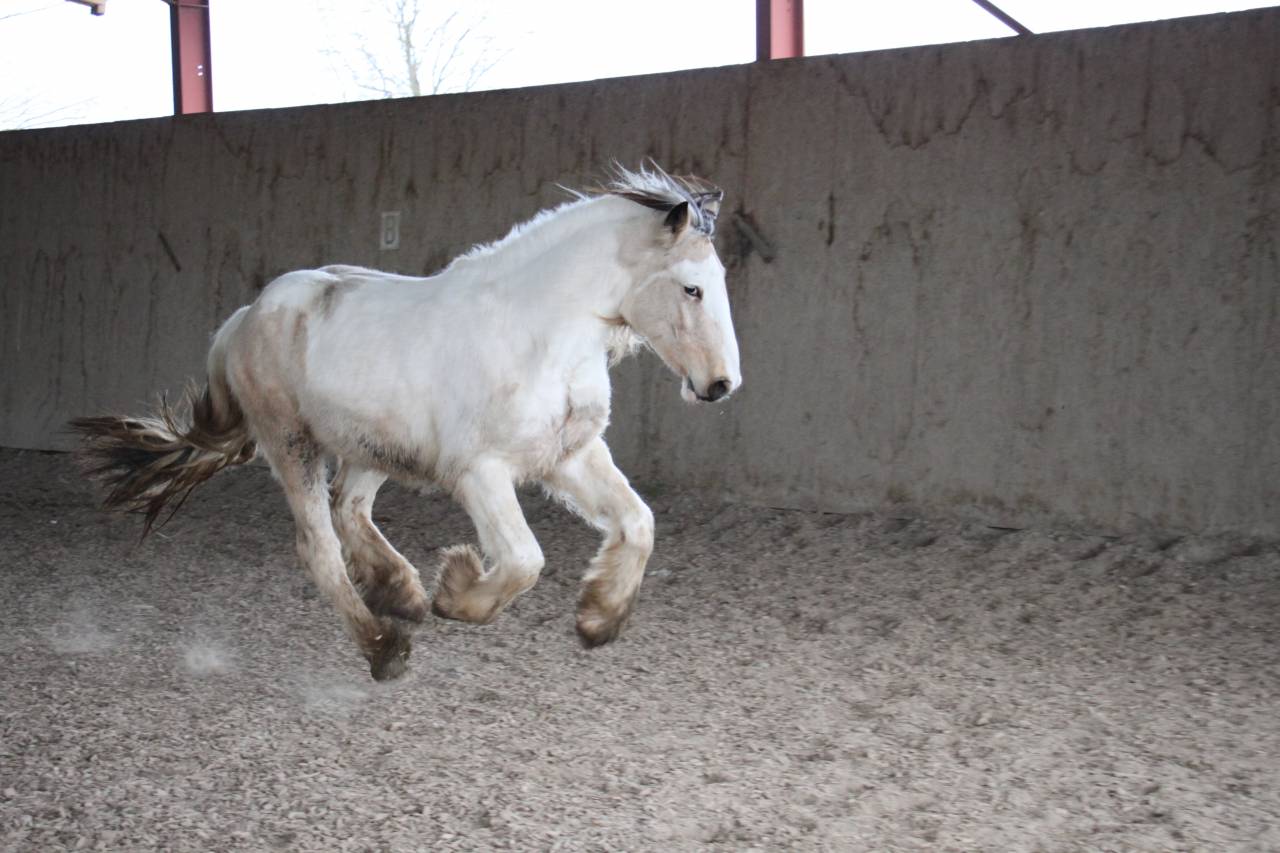 Saillie Irish Cob PP pour 2025 (1m50/1m55)