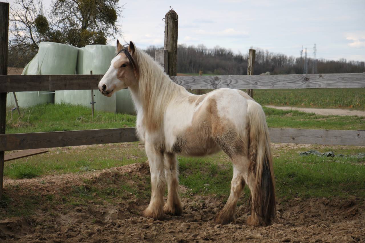 Saillie Irish Cob PP pour 2025 (1m50/1m55)