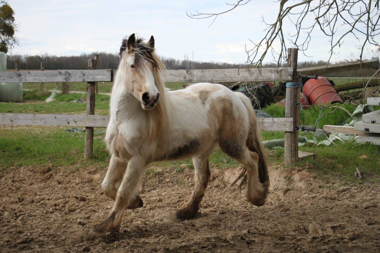 Saillie Irish Cob PP pour 2025 (1m50/1m55)