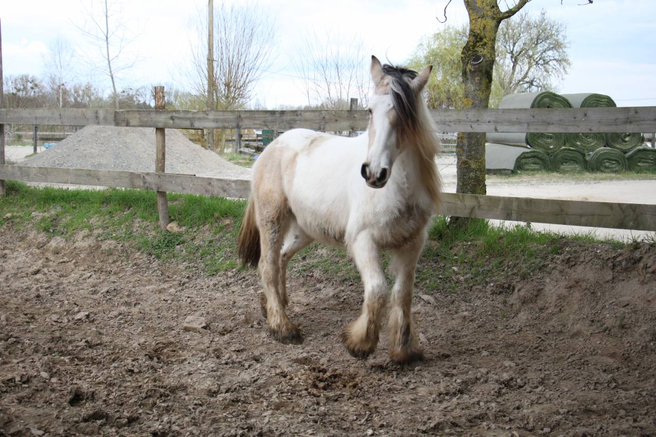Saillie Irish Cob PP pour 2025 (1m50/1m55)