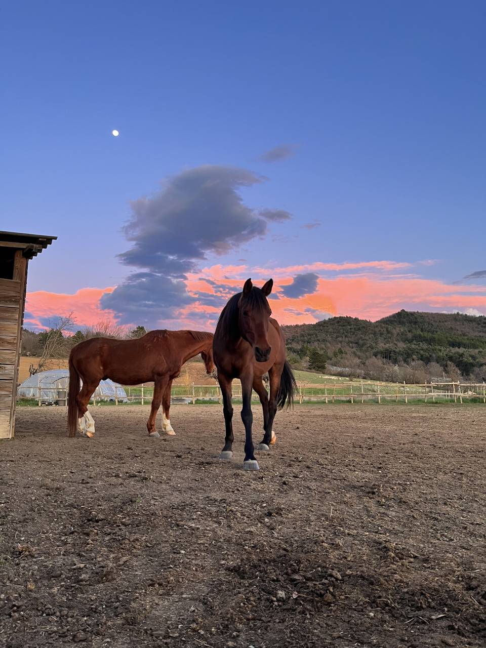 Pension chevaux - &Eacute;qui Elizabeth 04200 Sisteron 