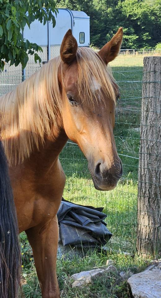 Poulain Anglo-Arabe 2024