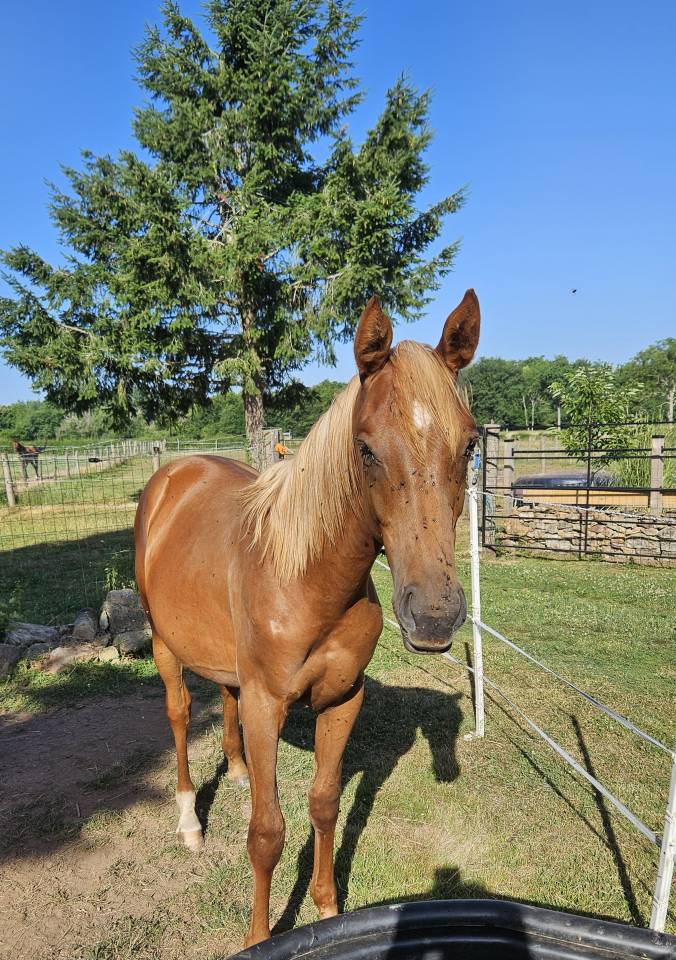 Poulain Anglo-Arabe 2024