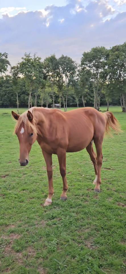 Poulain Anglo-Arabe 2024