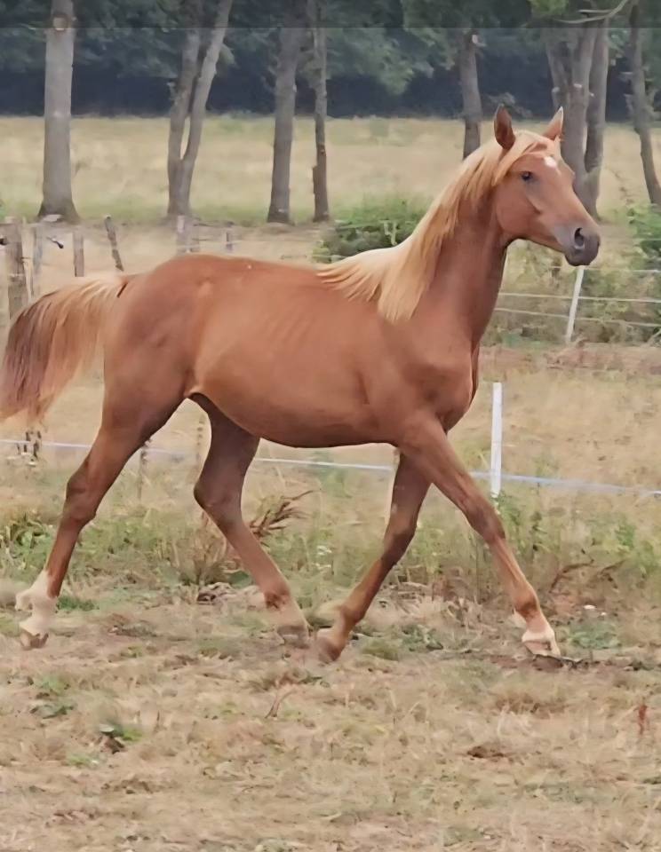 Poulain Anglo-Arabe 2024