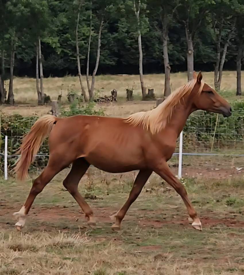 Poulain Anglo-Arabe 2024