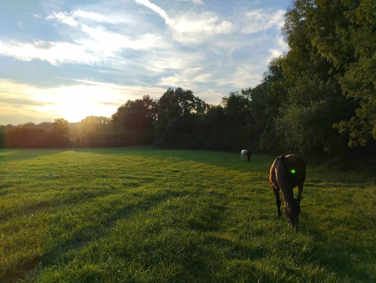 Pension chevaux - Le Vallon des Or&eacute;ades