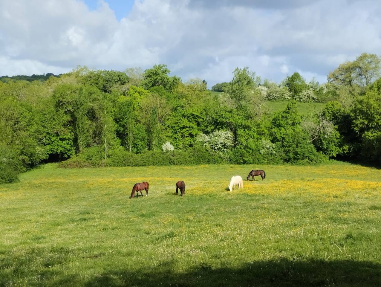 Pension chevaux - Le Vallon des Or&eacute;ades