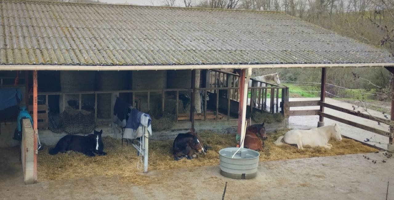 Pension chevaux - Le Vallon des Or&eacute;ades