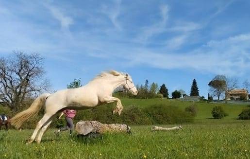 Pension chevaux - Le Vallon des Or&eacute;ades
