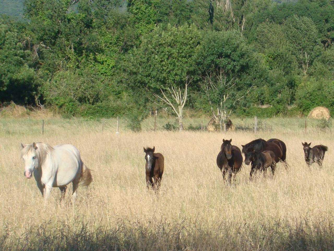 Pension chevaux au pr&eacute; - Elevage du Colombier (34650 Lunas)